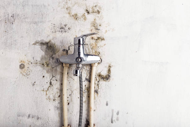 Best Mold Removal Specialists  in Inman, SC