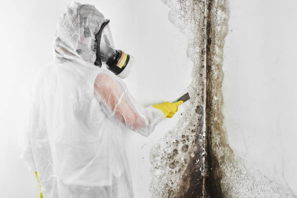 Mold Removal and Inspection in Inman, SC