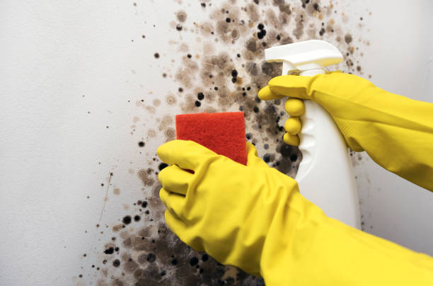 Best Mold Testing  in Inman, SC