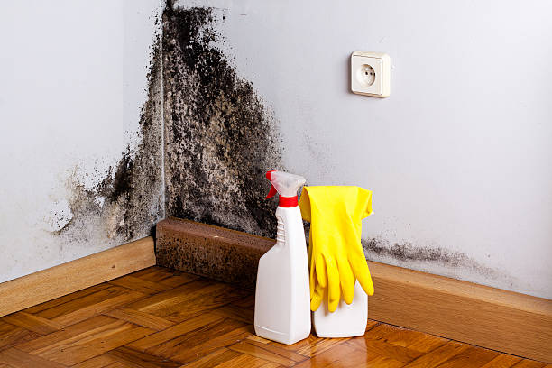 Best Emergency Mold Removal  in Inman, SC