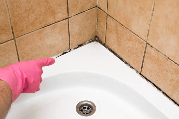 Inman, SC Mold Removal Company
