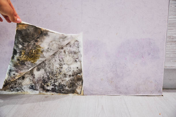Best Mold Remediation Experts  in Inman, SC